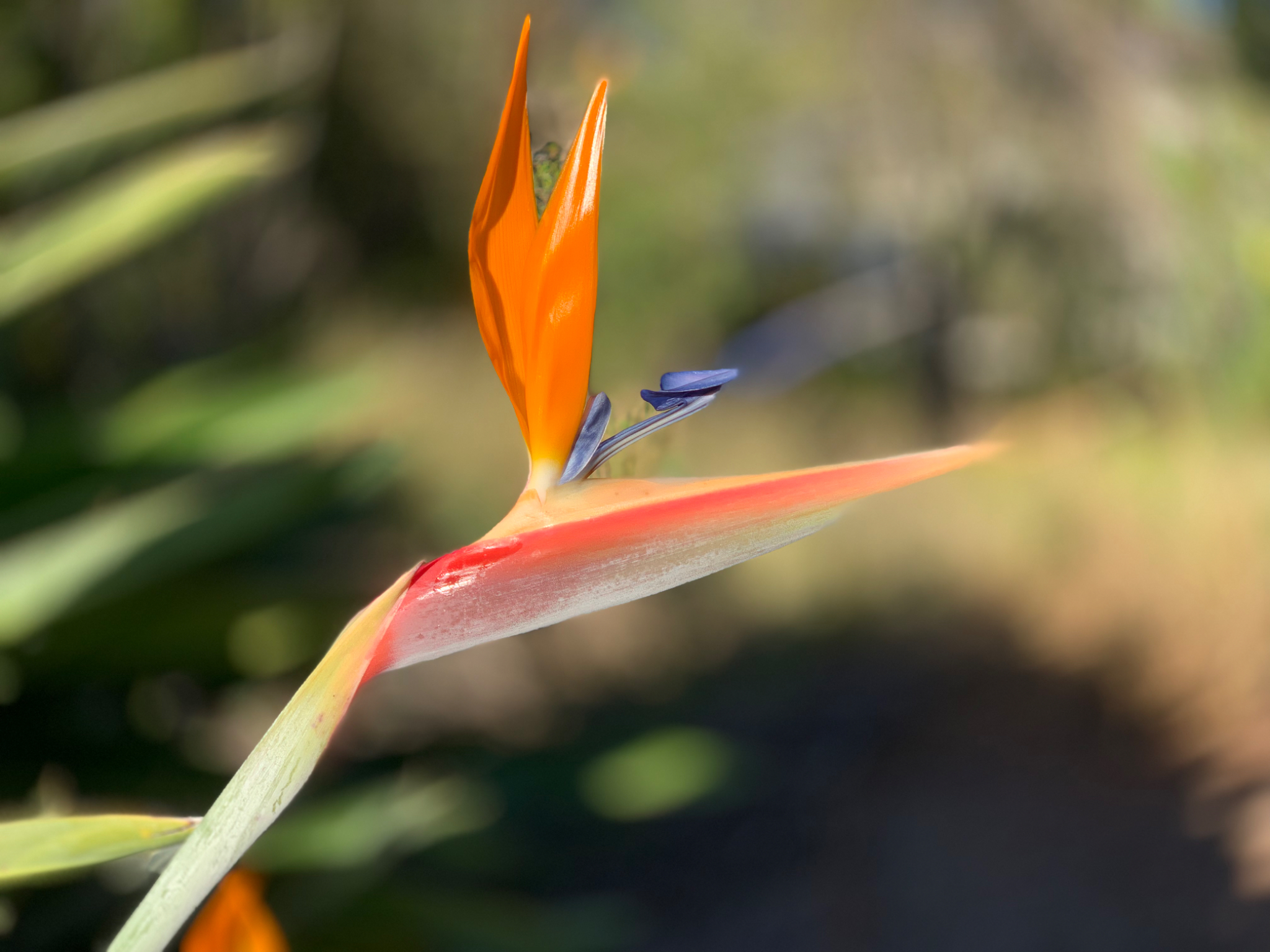 Bird of Paradise